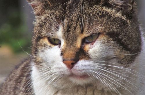 cat calico cat stray cat