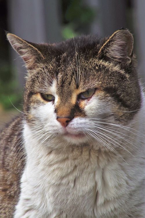 cat calico cat stray cat