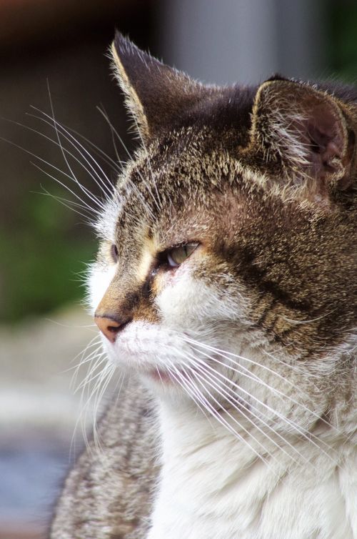 cat calico cat stray cat