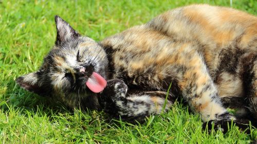 cat tongue portrait