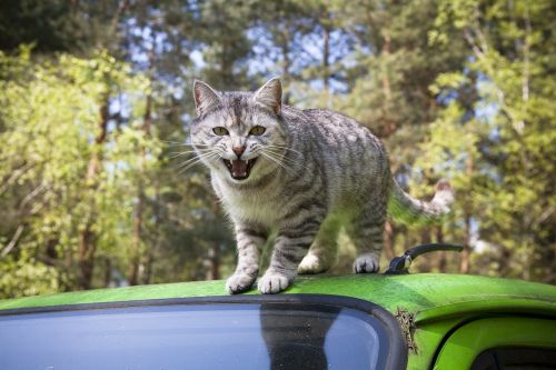 cat grey domestic cat