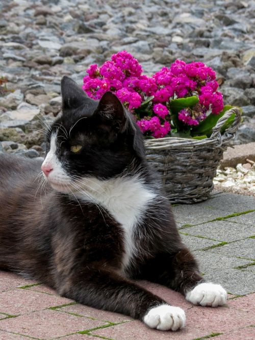 cat black white european shorthair