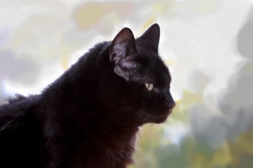 cat black european shorthair