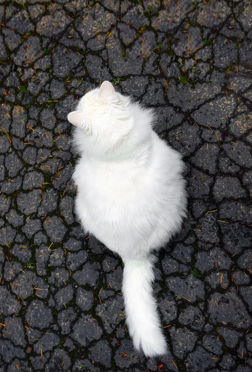cat  white  concrete