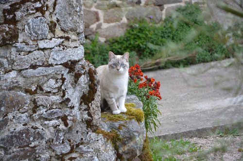 cat  cat blue eyes  cat in the nature