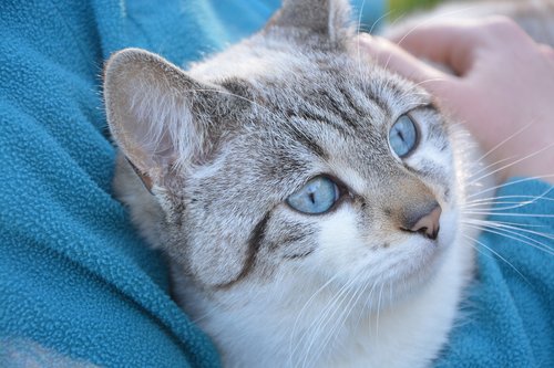 cat  pussy cloud portrait animal  blue eyes