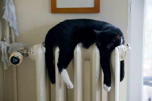 cat warm up black