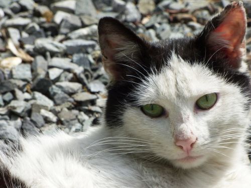 cat kitten closeup