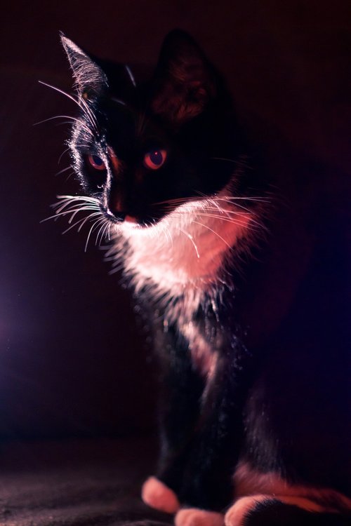 cat  cute  portrait