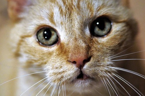 cat  catlike  eyes