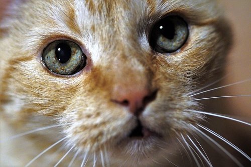 cat  catlike  eyes