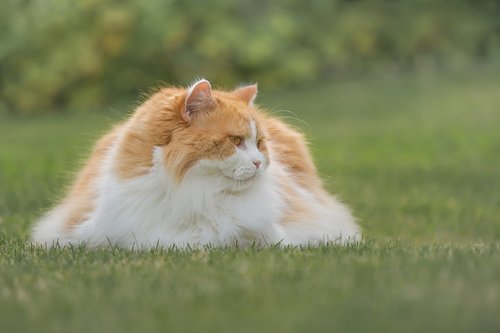 cat  british longhair  breed cat