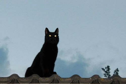 cat on the roof animal