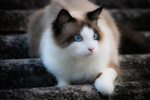 cat  look  blue eyes