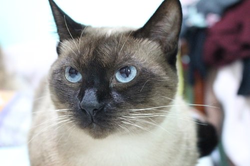 cat  blue eyes  siamese