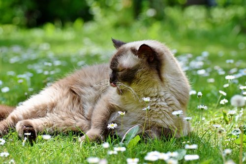cat  breed cat  british shorthair