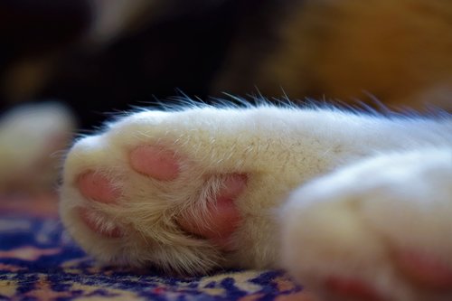 cat  paw