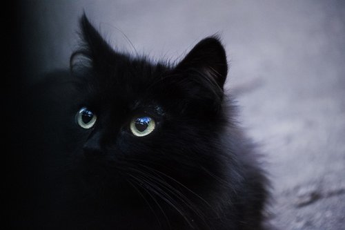 cat  black  feline