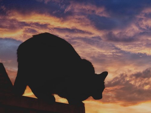 cat  silhouette  sunset