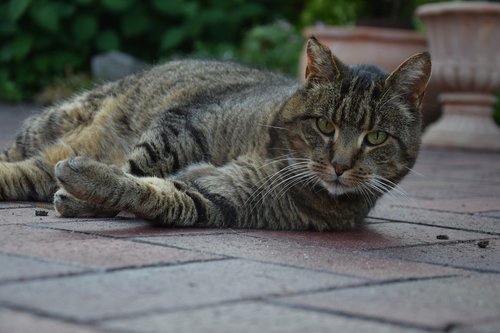 cat  relaxed  velvet paw