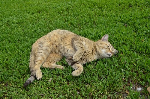 cat  cat on the grass  green