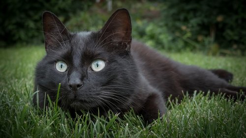 cat  animal  black cat