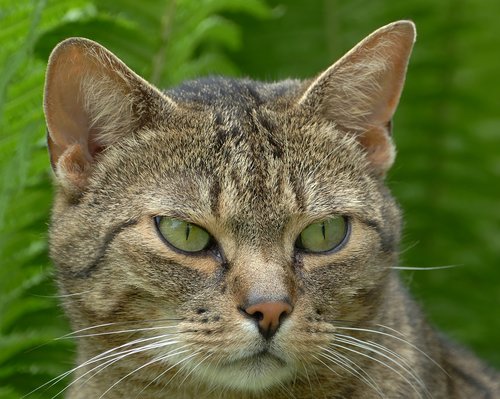 cat  domestic cat  mimic