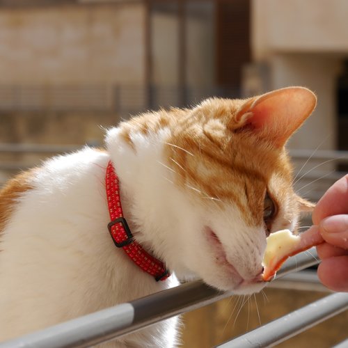 cat  pet  feeding