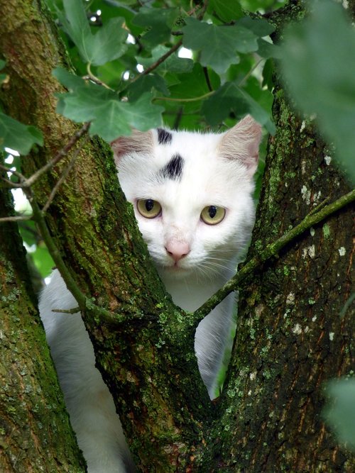 cat  white  animal