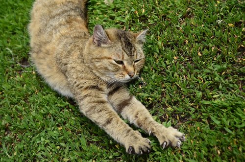 cat  foot  cat paws