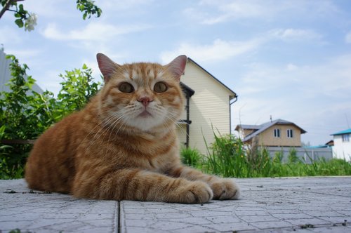 cat  redhead  striped