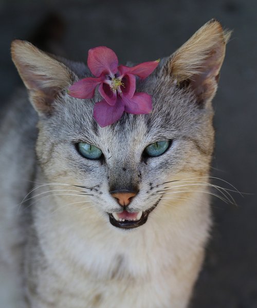 cat  flower  wreath