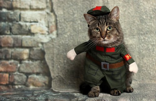 cat  animal  costume