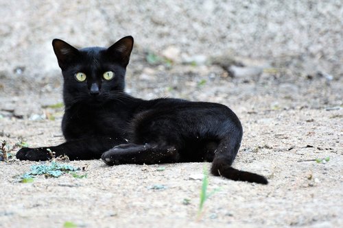 cat  alone  sitting