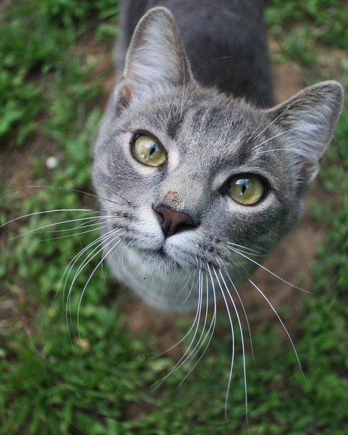 cat  feline  grey
