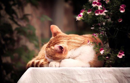 cat  sleep  flowers