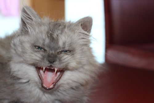 cat yawn animal