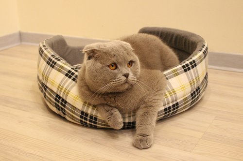 cat  grey  fur