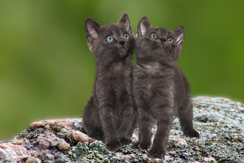 cat  kittens  pet