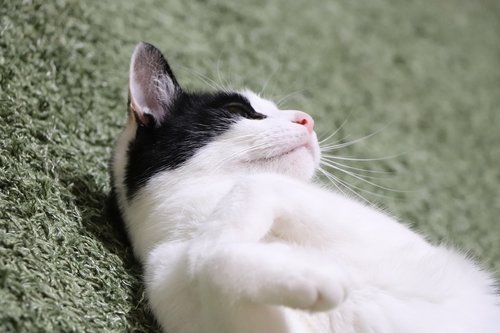 cat  kitten  black and white