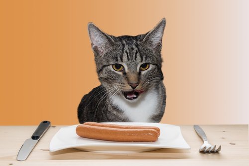 cat  domestic cat  sausage