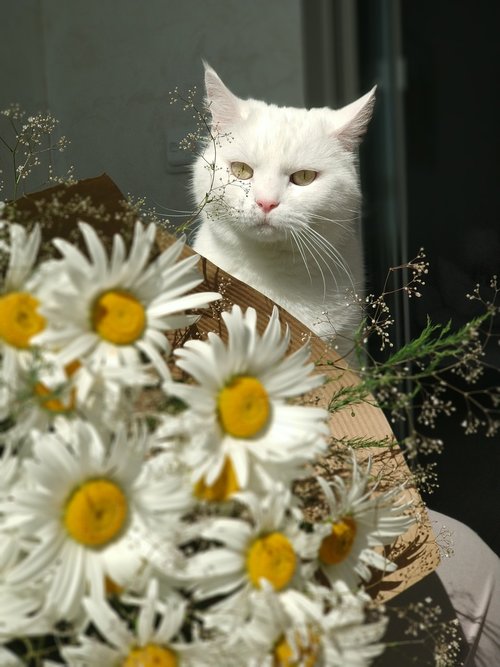 cat  daisy  bouquet