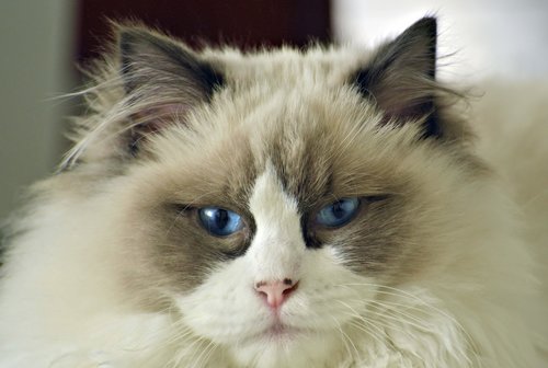 cat  pet  blue-eyes