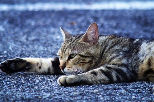 cat  cat european  calico cat