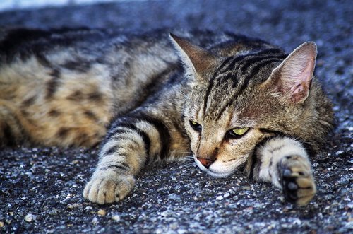 cat  cat european  calico cat