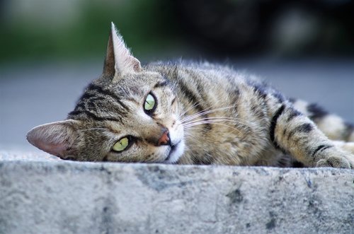 cat  cat european  calico cat