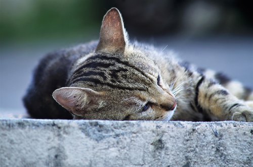 cat  cat european  calico cat