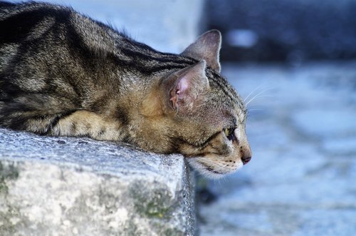 cat  cat european  calico cat