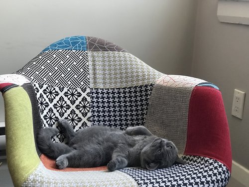 cat  chair  animal