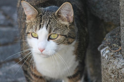 cat  domestic cat  green eyes